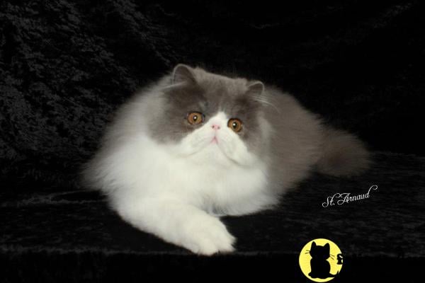 centralparkpersians Picture 1